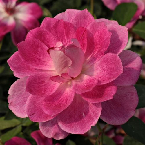 E-commerce, vendita, rose, in, vaso rose floribunde - rosa - bianco - Rosa Regensberg™ - rosa dal profumo discreto - Samuel Darragh McGredy IV. - Perfetta per aiuole e per singoli gruppi.